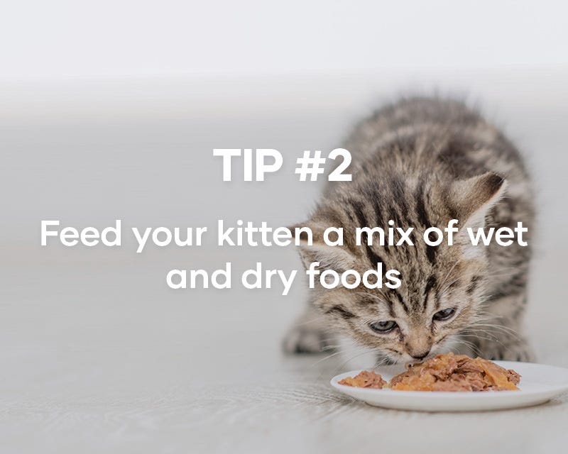Feeding your kitten Animates Pet Supplies