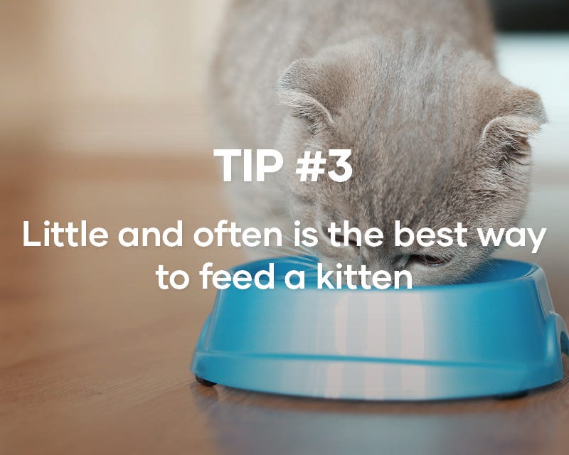 Treats are great for rewarding good behaviours with your kitten