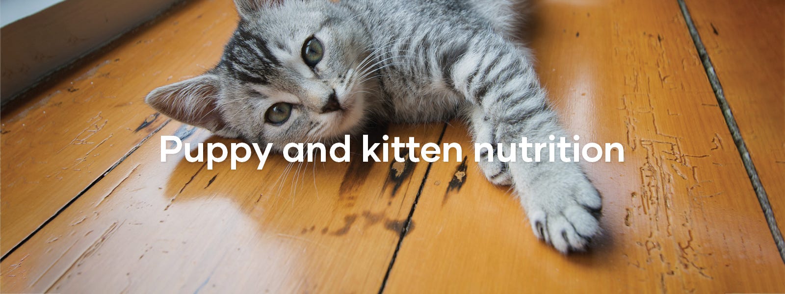 Puppy and Kitten Nutrition