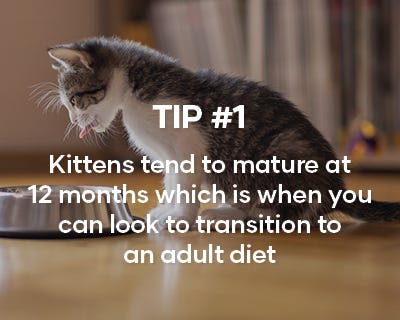 Kittens tend to mature at 12 months which is when you can look to transition to an adult diet