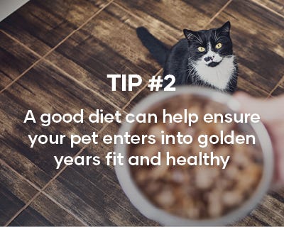 A good diet can help ensure your pet enters into their golden years fit and healthy