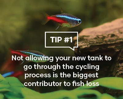 Not allowing your new tank to go through the cycling process is the biggest contributor to fish loss