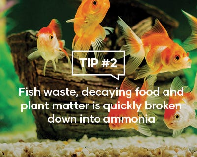 Fish waste, decaying food and plant matter is quickly broken down into ammonia