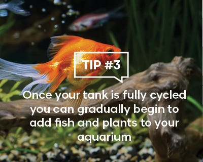 Once your tank is fully cycled you can gradually begin to add fish and plants to your aquarium