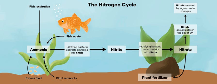 Ammonia To Nitrate. Nitrifying bacteria converts ammonia into nitrite. Nitrite. Nitrifying bacteria converts nitrite into nitrate 