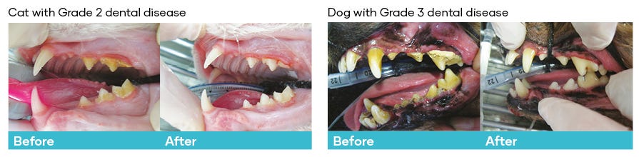 Grade two and Grade three dental disease imagery