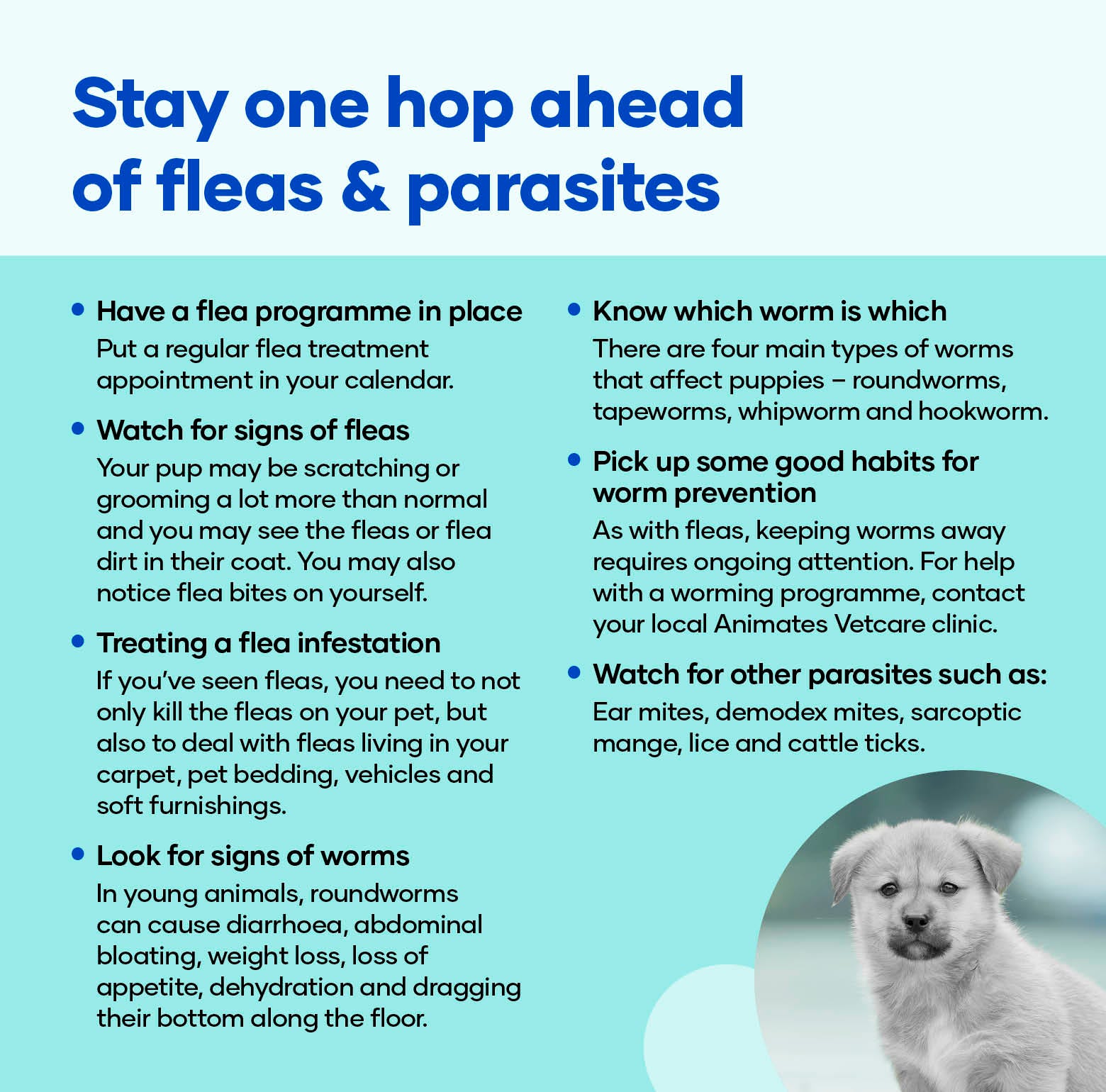 Stay one hop ahead of fleas & parasites. Have a flea programme in place Put a regular flea treatment appointment in your calendar. Watch for signs of fleas Your pup may be scratching or grooming a lot more than normal and you may see the fleas or flea dirt in their coat. You may also notice flea bites on yourself. Treating a flea infestation If you’ve seen fleas, you need to not only kill the fleas on your pet, but also to deal with fleas living in your carpet, pet bedding, vehicles and soft furnishings. Look for signs of worms In young animals, roundworms can cause diarrhoea, abdominal bloating, weight loss, loss of appetite, dehydration and dragging their bottom along the floor. Know which worm is which There are four main types of worms that affect puppies – roundworms, tapeworms, whipworm and hookworm. Pick up some good habits for worm prevention As with fleas, keeping worms away requires ongoing attention. For help with a worming programme, contact your local Animates Vetcare clinic.  Watch for other parasites such as: Ear mites, demodex mites, sarcoptic mange, lice and cattle ticks.