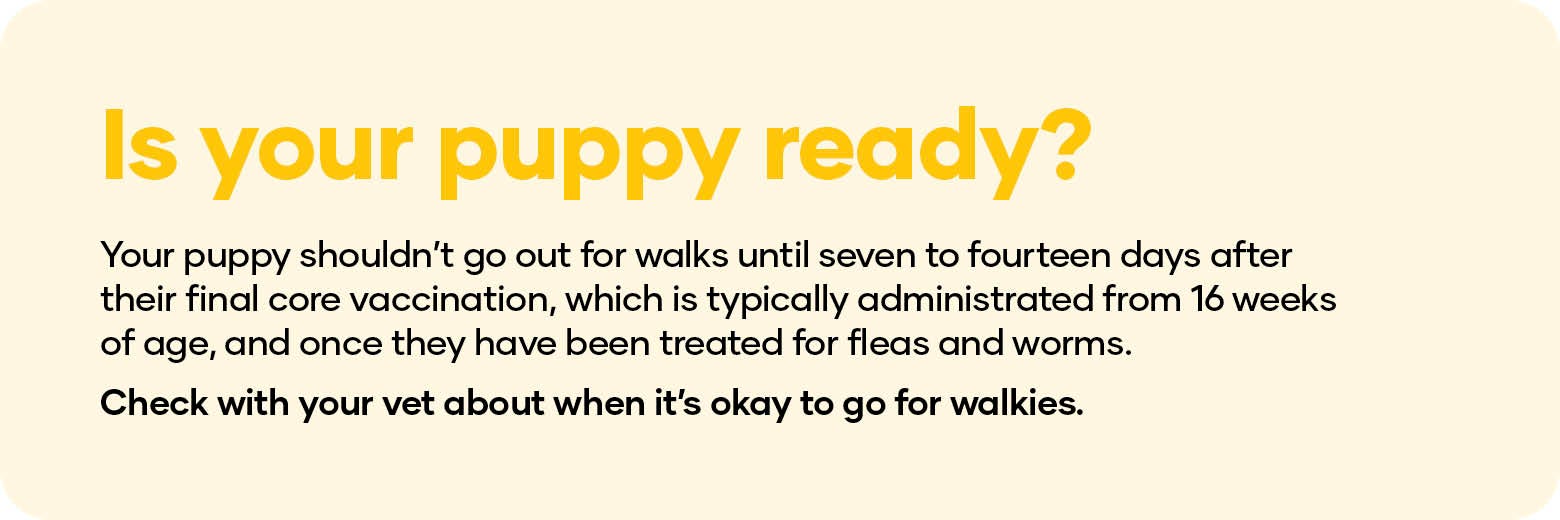 Is your puppy ready? Your puppy shouldn’t go out for walks until seven to fourteen days after their final core vaccination, which is typically administrated from 16 weeks of age, and once they have been treated for fleas and worms. Check with your vet about when it’s okay to go for walkies.