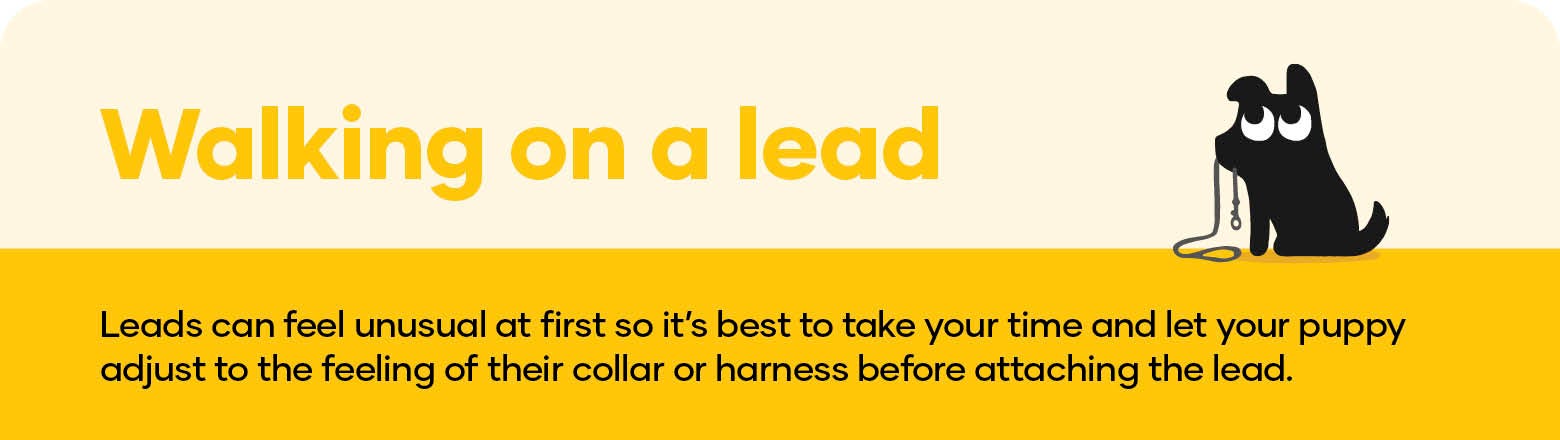 Walking on a lead. Leads can feel unusual at first so it’s best to take your time and let your puppy adjust to the feeling of their collar or harness before attaching the lead. 