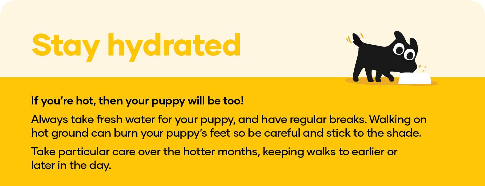 Stay hydrated. If you’re hot, then your puppy will be too! Always take fresh water for your puppy, and have regular breaks. Walking on hot ground can burn your puppy’s feet so be careful and stick to the shade. Take particular care over the hotter months, keeping walks to earlier or later in the day.