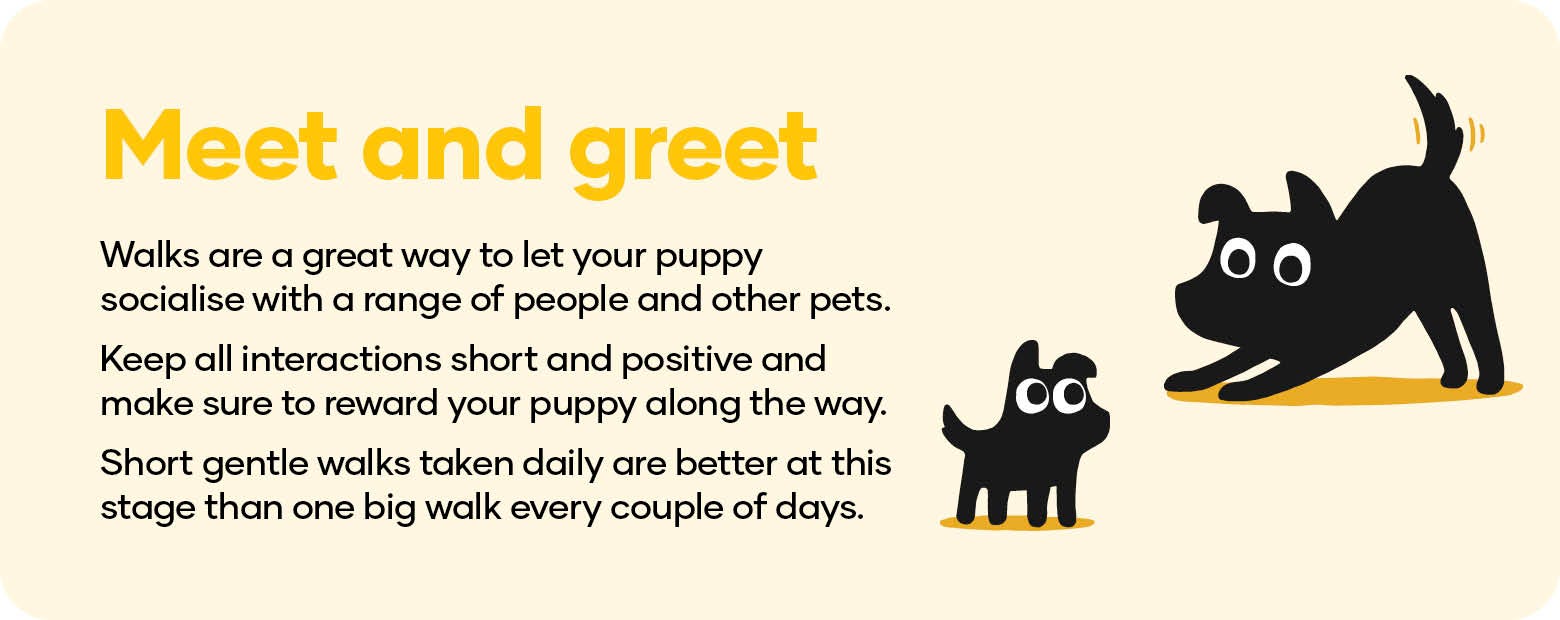 Meet and greet. Walks are a great way to let your puppy socialise with a range of people and other pets. Keep all interactions short and positive and make sure to reward your puppy along the way. Short gentle walks taken daily are better at this stage than one big walk every couple of days.