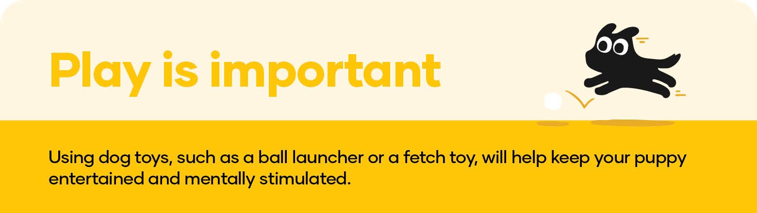 Play is important. Using dog toys, such as a ball launcher or a fetch toy, will help keep your puppy entertained and mentally stimulated.