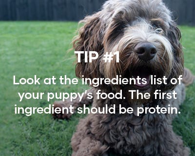 We suggest feeding your puppy a Superior Nutrition Diet