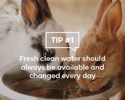 Fresh clean water should always be available and changed every day