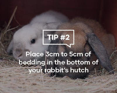 Place 3cm to 5cm of bedding in the bottom of your rabbit's hutch