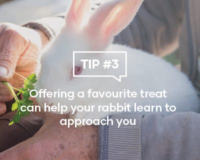 Offering a favourite treat can help your rabbit learn to approach you