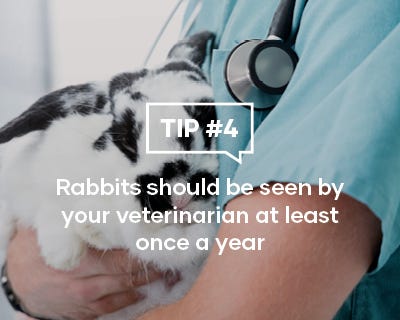 Rabbits should be seen by7 your veterinarian at least once a year