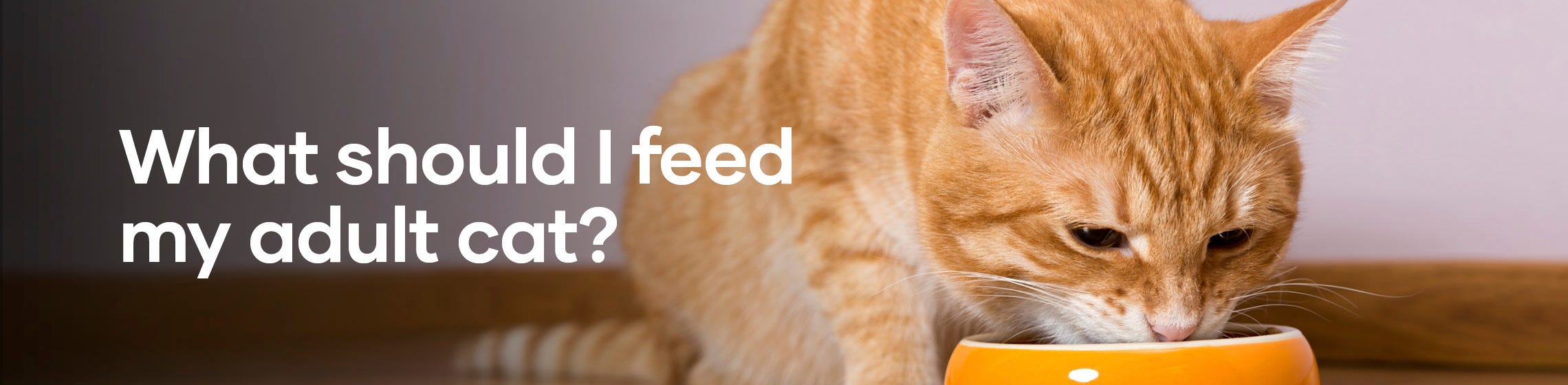 What should I feed my adult cat?