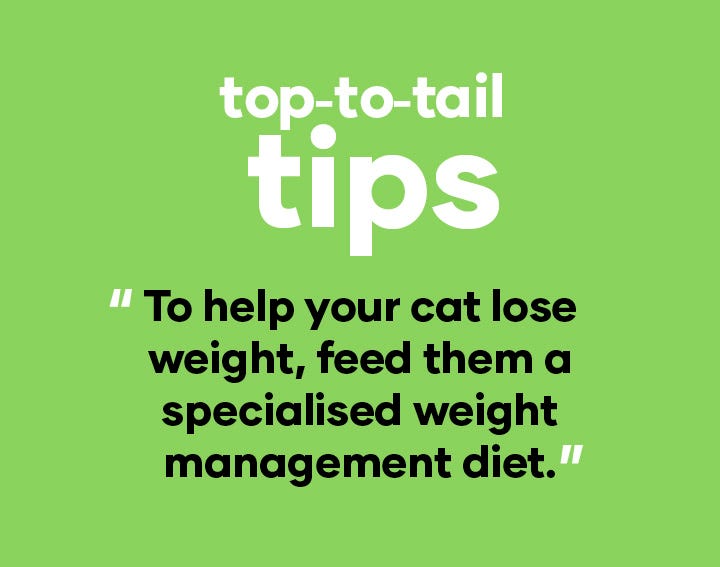 top-to-tail tip | To help your cat lose weight, feed them a specialised weight management diet.