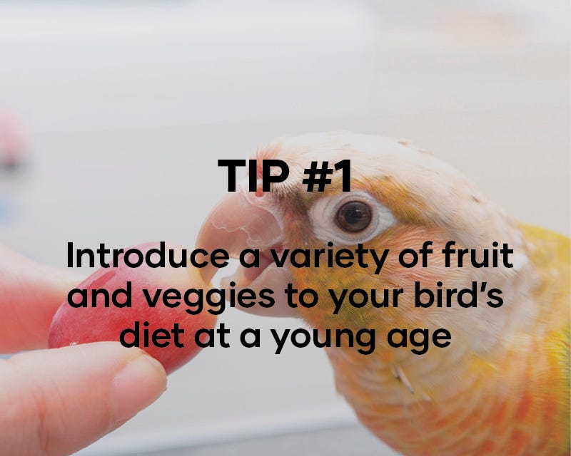 Introduce a variety of fruit and veggies to your bird's diet at a young age