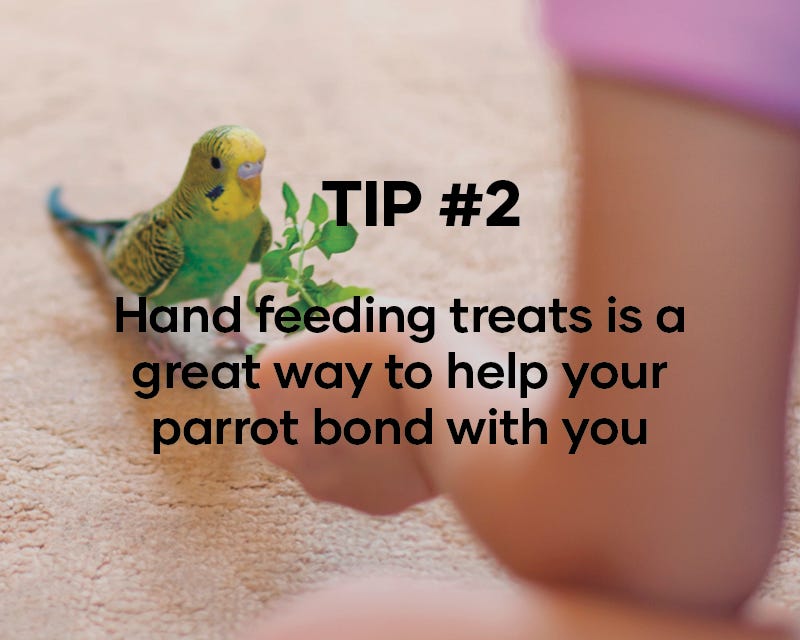 Hand feeding treats is a great way to help your parrot bond with you