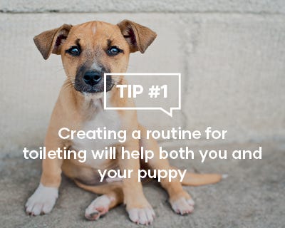 Creating a routine for toileting will help both you and your puppy