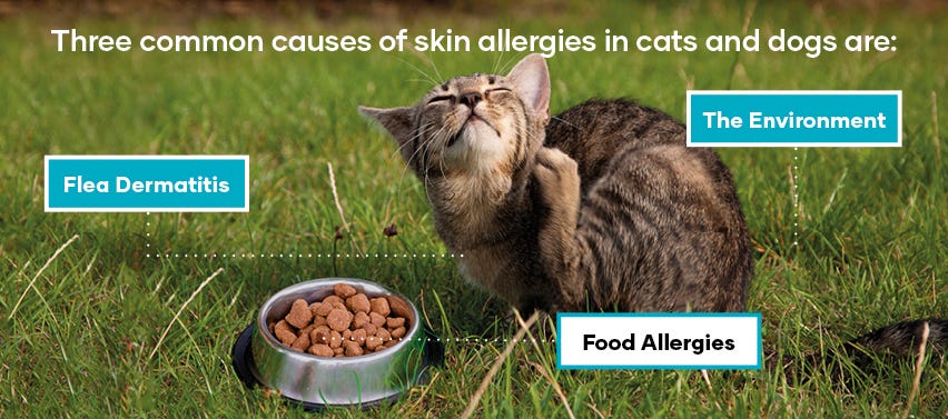 Three common causes of skin allergies in cats and dogs are Flea Dermatitis the environment food allergies