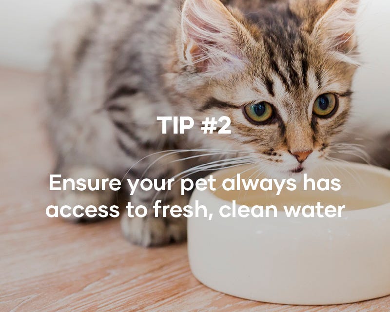 Ensure your pet always has access to fresh, clean water