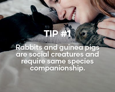 Rabbit hutch animates new arrivals