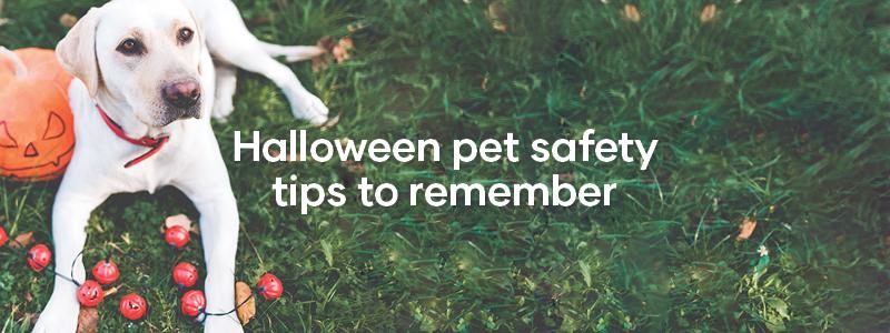 Halloween pet safety tips to remember